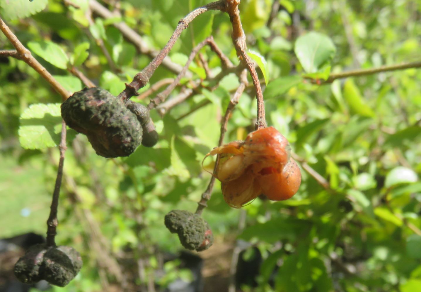 The four lobed fruit have been pecked by birds.