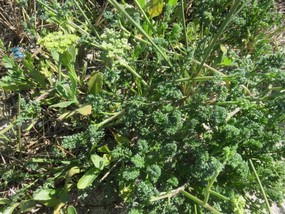 A cornucopia of drought hardy diversity in the sand dunes