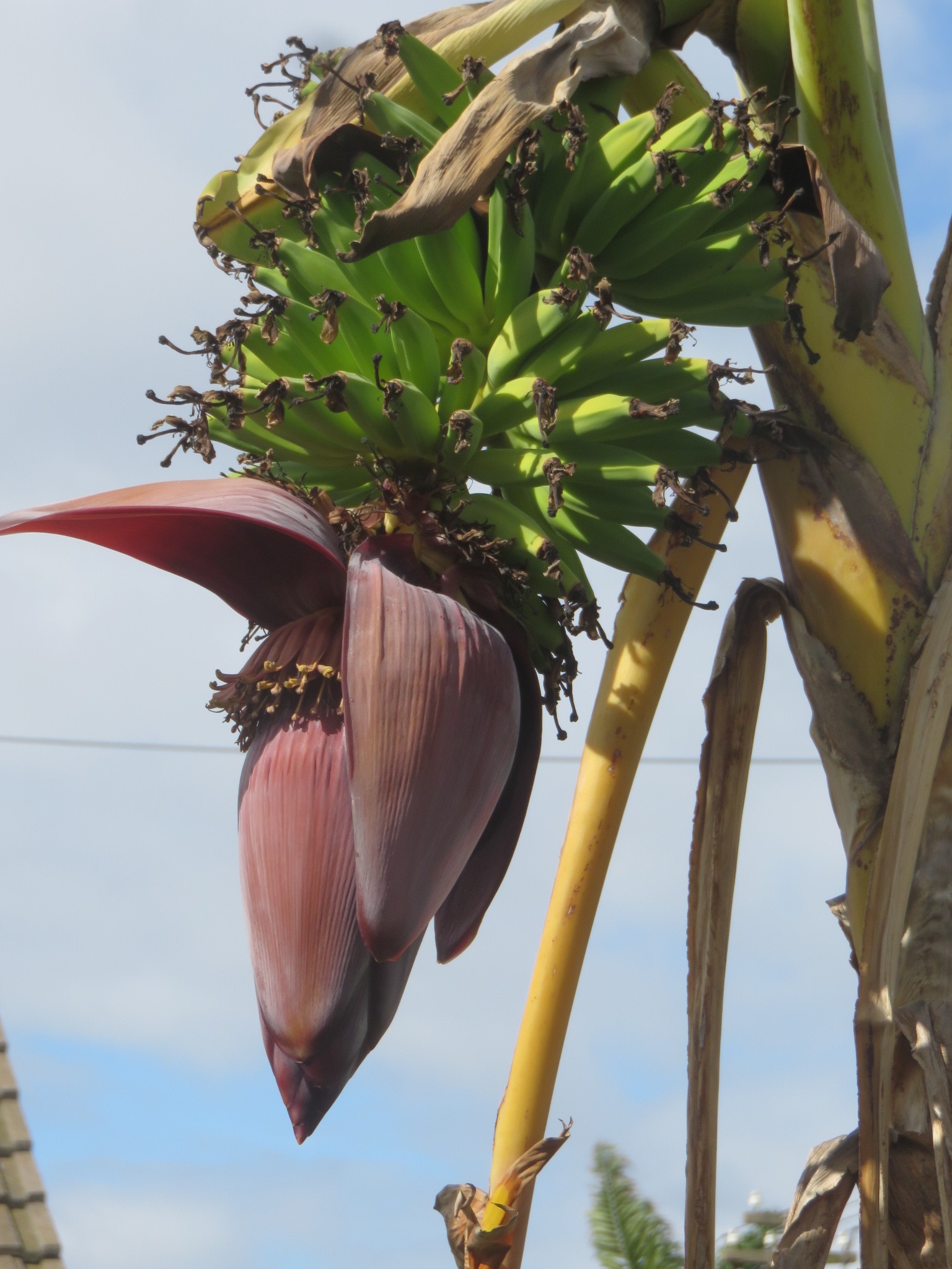 Trees such as bananas thrive on gray water