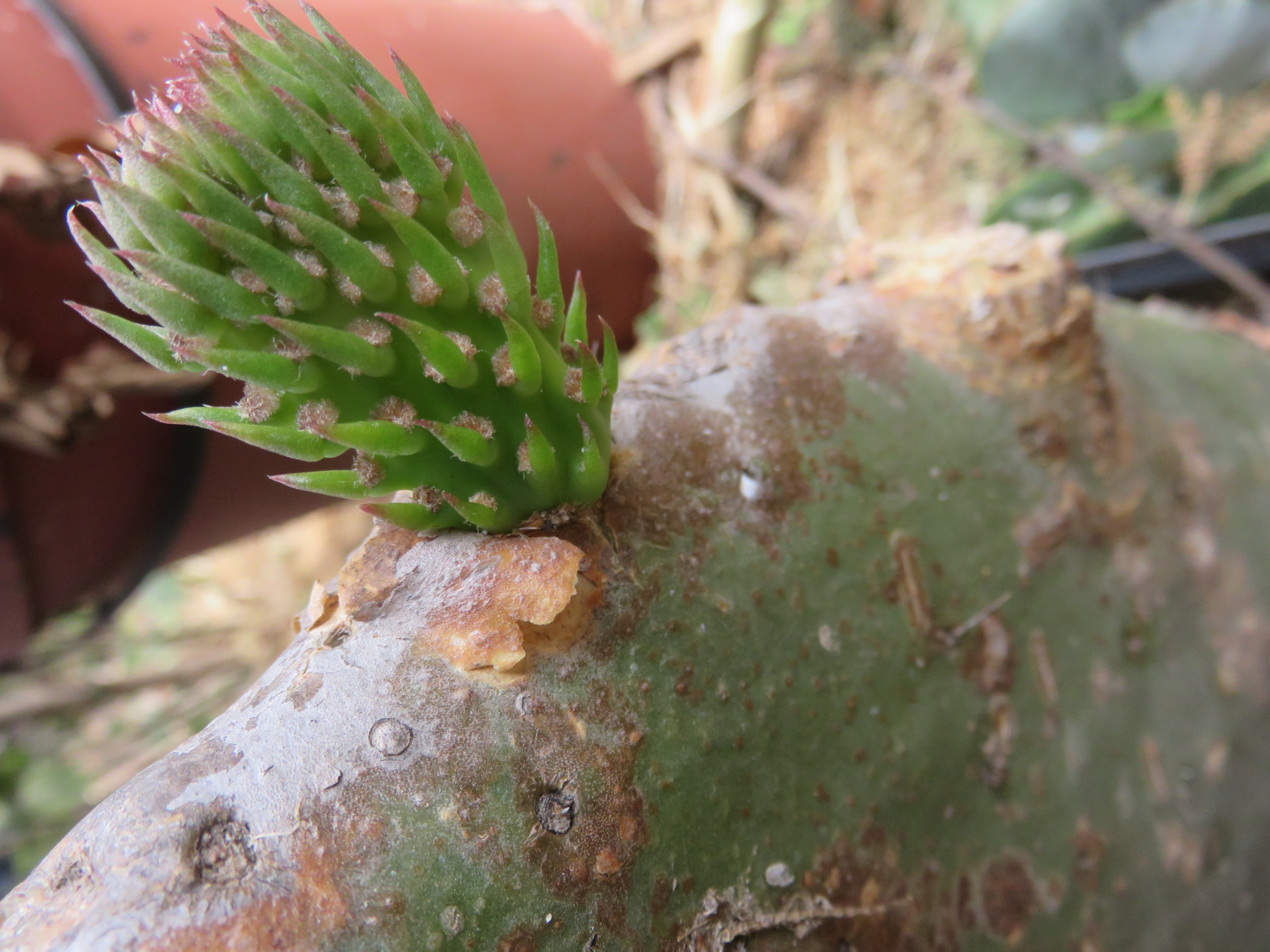 Rough stuff, my Opuntia is doing something, and one day I will too. Nopales yeee heee !