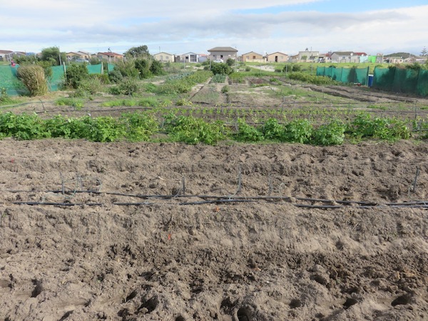 another urban gardening triumph in Khayelitsha