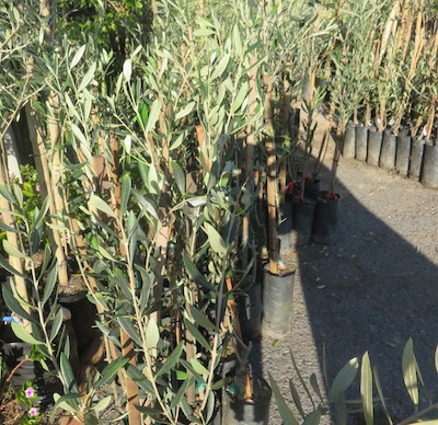 Leccino olive saplings from the farm