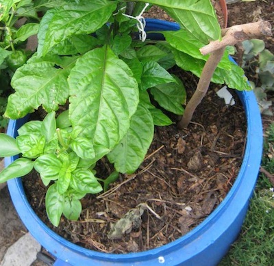 a seedling vulnerable to birds scratching