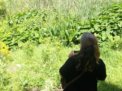 wild again. Taro a staple of Mayan agriculture growing in Cape Town