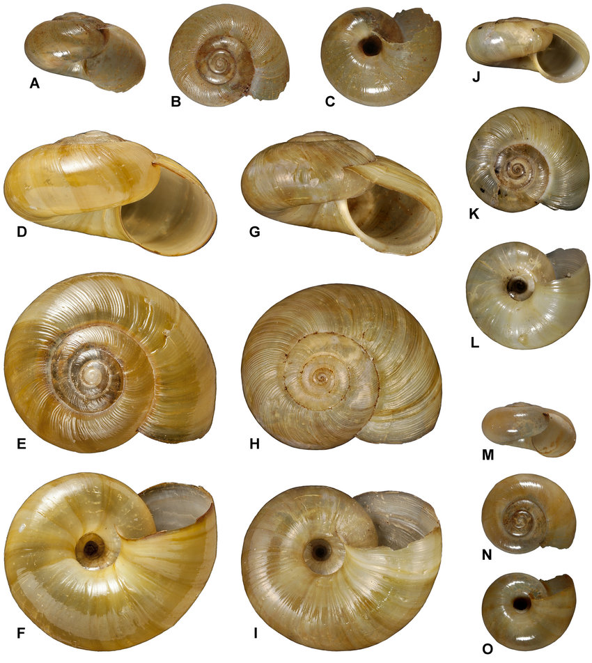 Nata vernicosa, another carnivorous snail