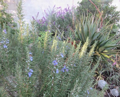Mediterranean herb garden mix