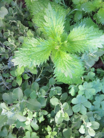 Nettles, Suurings and Blousalie, all edible.
