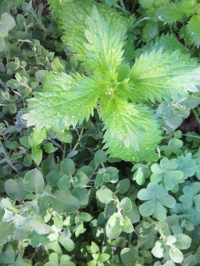 Nettles, Suurings and Blousalie, all edible.