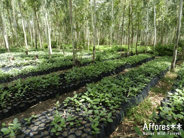 saplings waiting to become forests in filtered shade