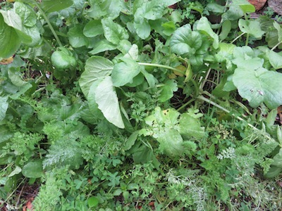 the radishes and growing carrots after ten weeks