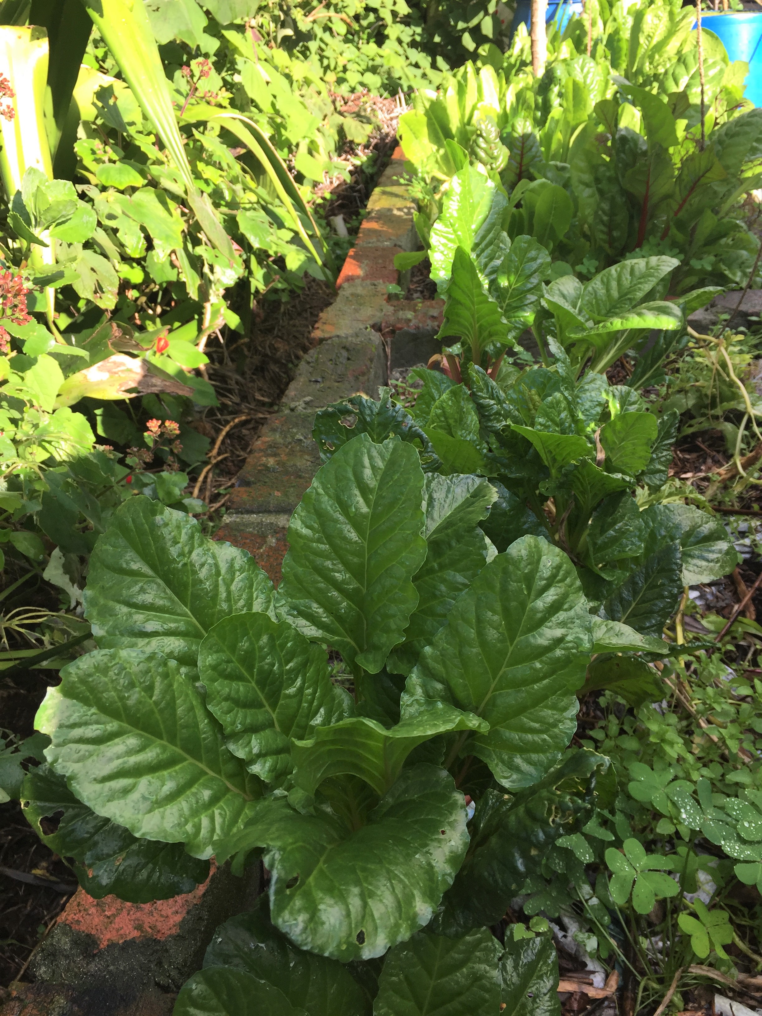 agreywatergrowbed.JPG agreywatergrowbed.JPG