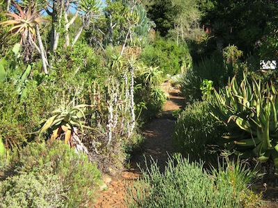 a grand scale grouping for water requirements, the succulent garden at Kirstenbosch sits on an artificial drainage bed of rock, stone and gravel