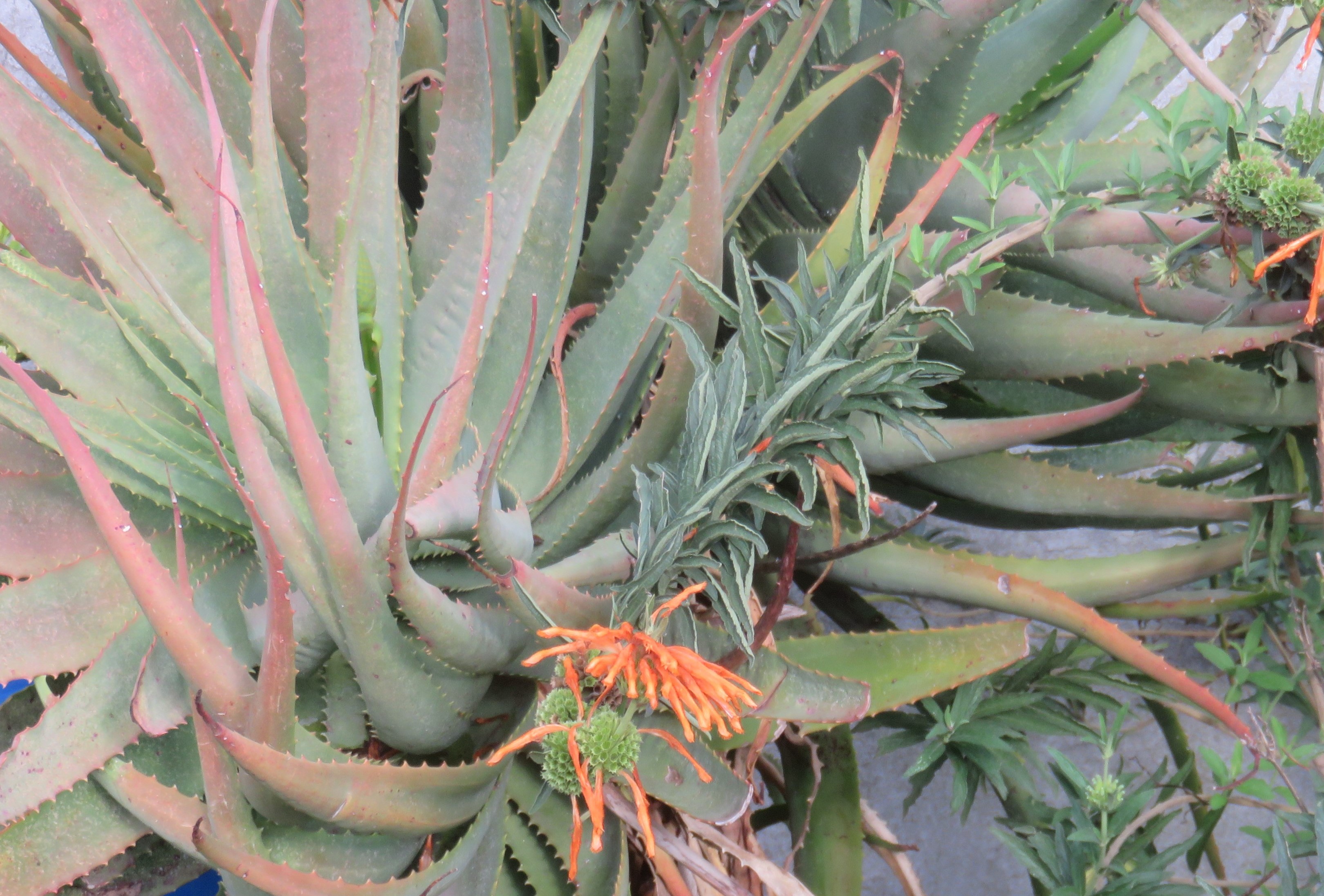 The aloe's own internal medicine, a sunscreen of red coloring which build up in the drought of our hot summers.