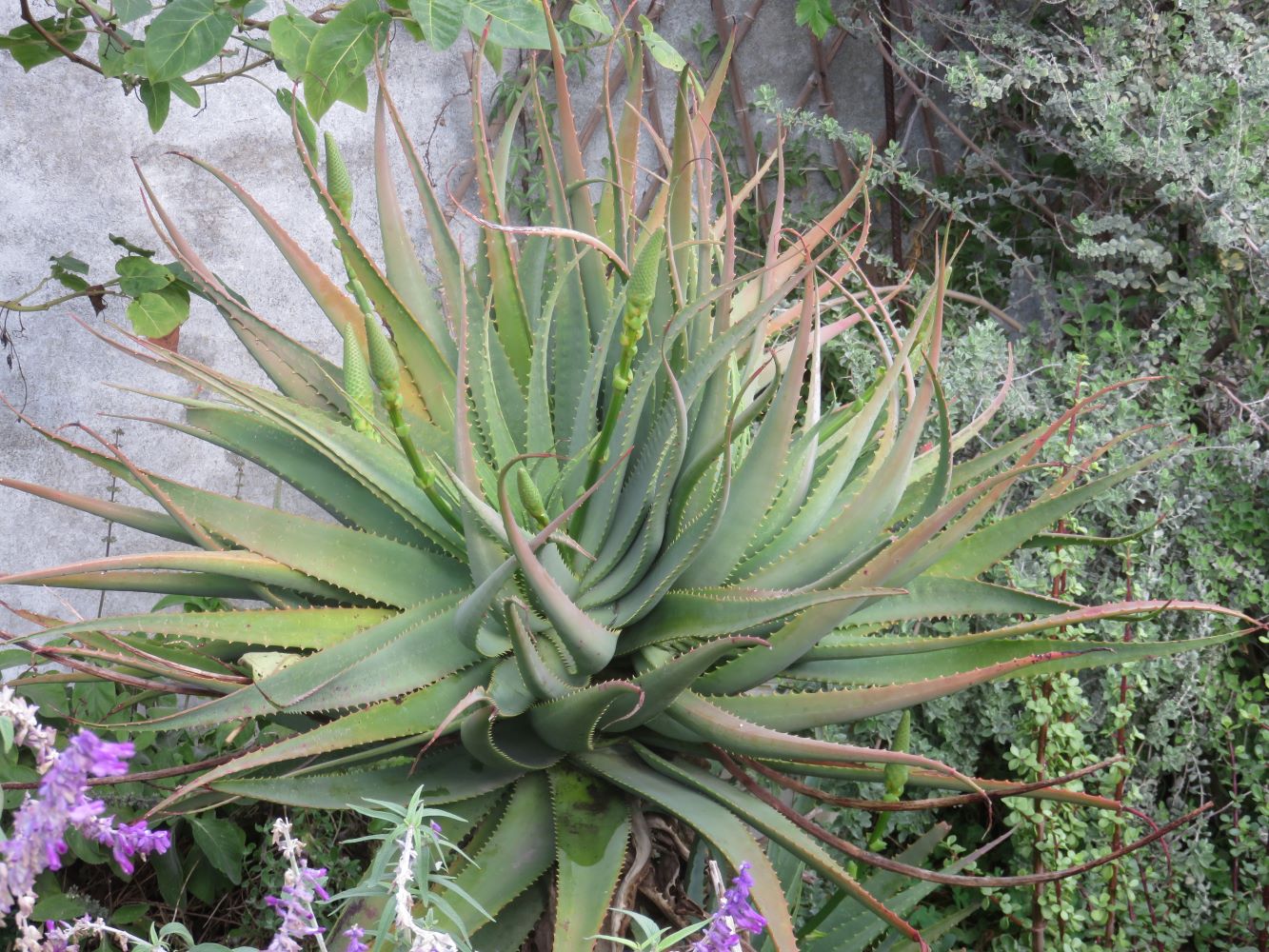 The aloe does well in a warm spot against a wall facing the prevailing sunshine.