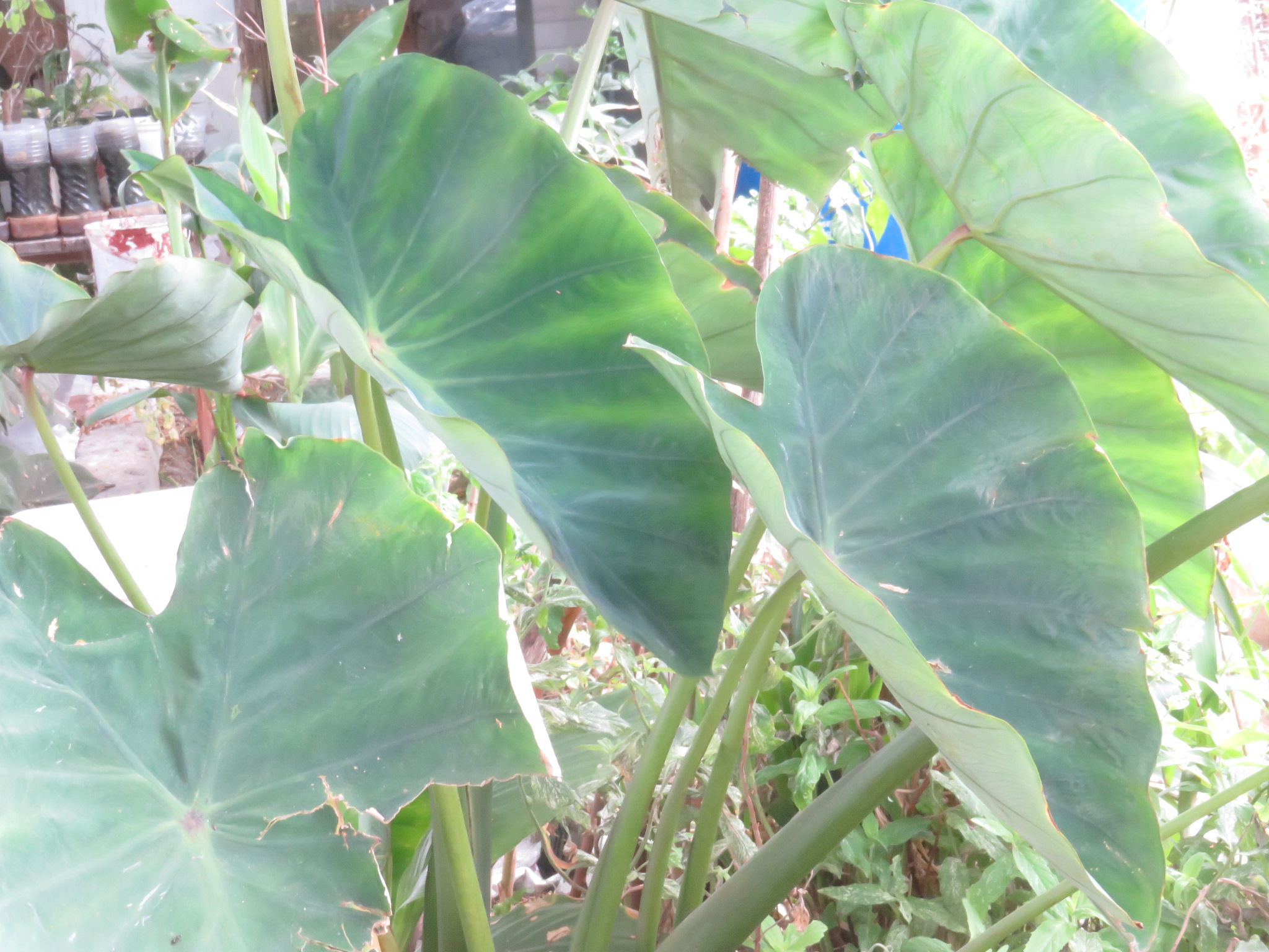 Solar panels that make food. The gorgeous leaves of taro plants in my wetland.