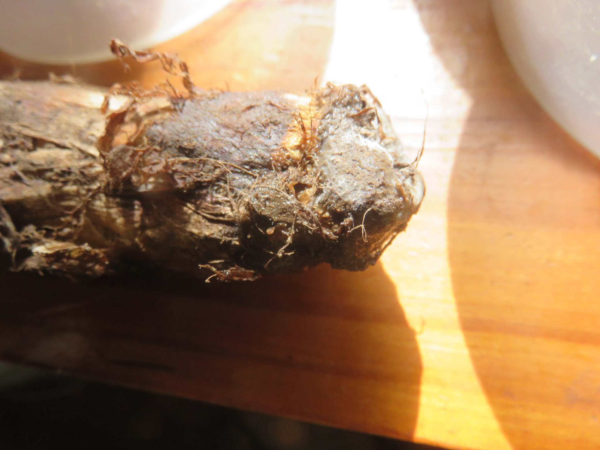 cocoyam rotted and moldy