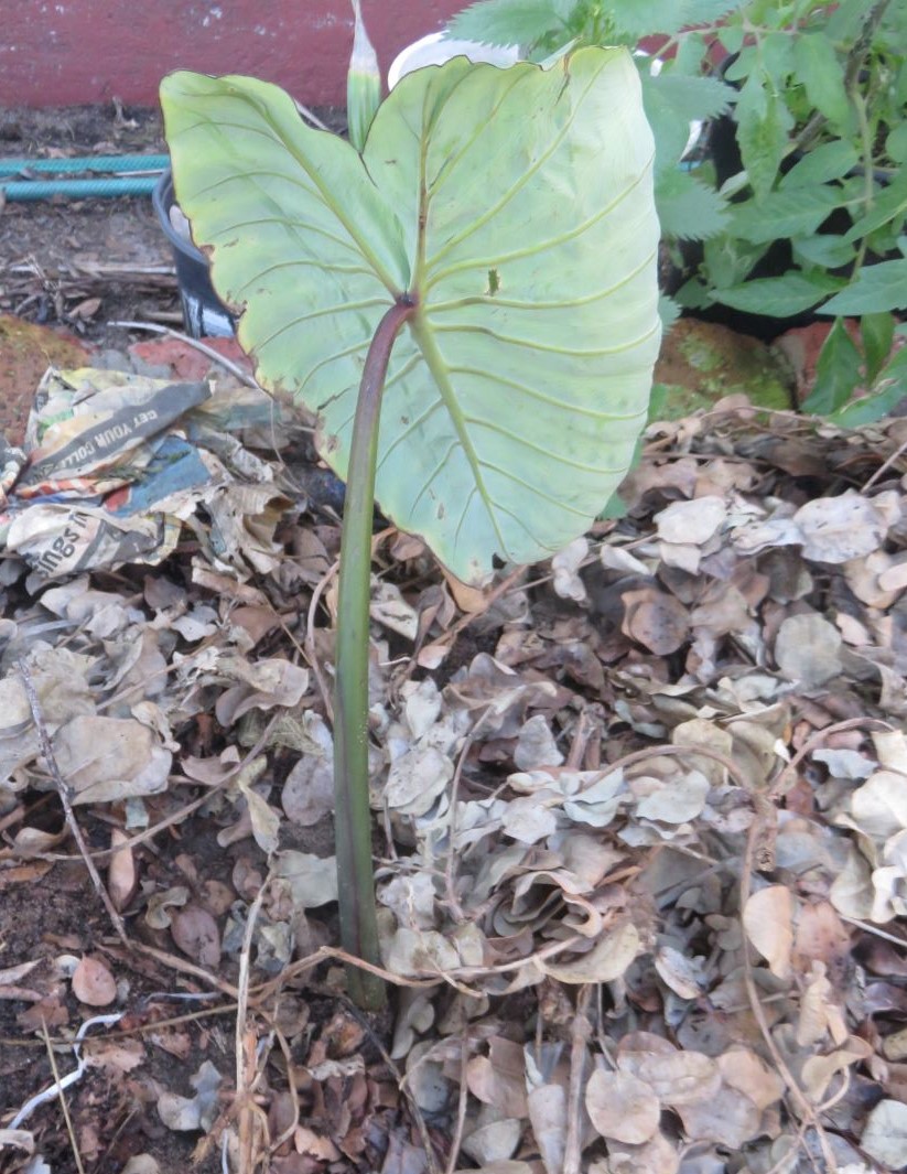 One of the offshoots I planted in my new, more sheltered, grey water system.