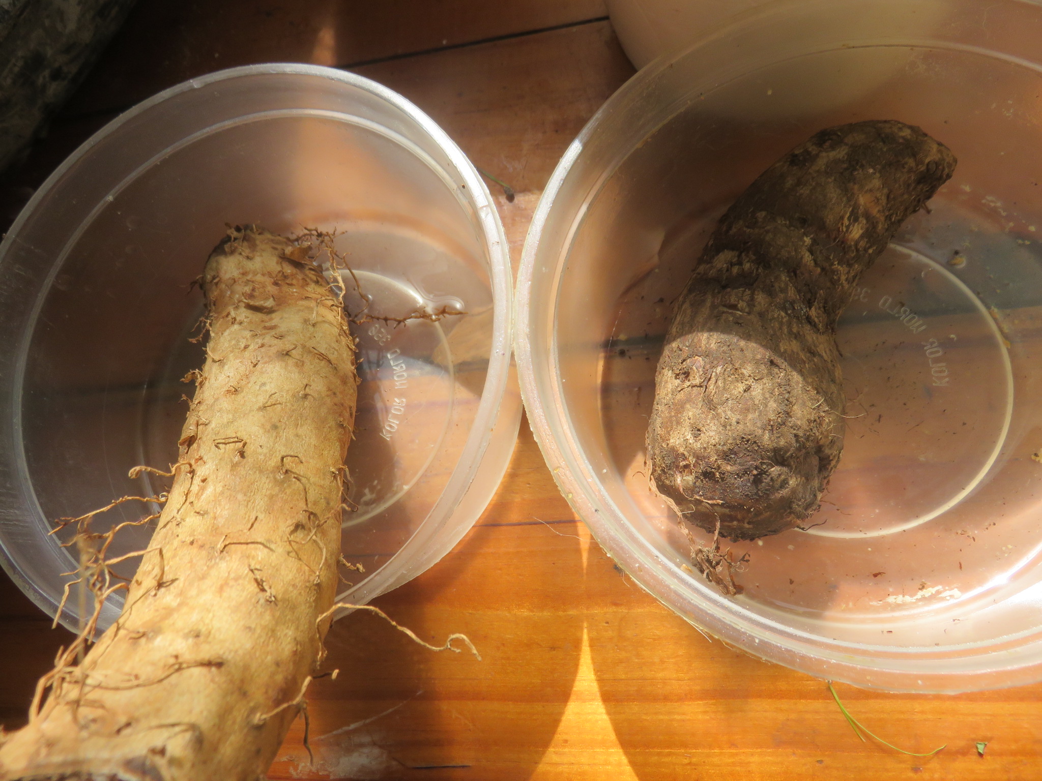 Chinese yam and cocoyam