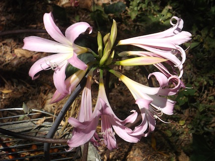 Amaryllis belladonna (also poisonous)