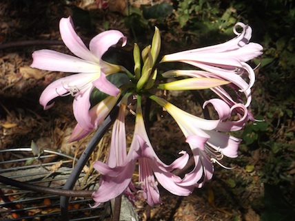 Amaryllis belladonna (also poisonous)