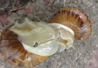 snail behaviour