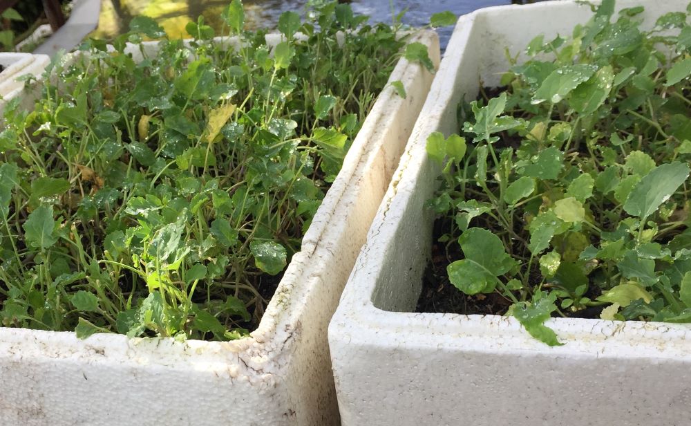 amicrogreens.jpg amicrogreens.jpg