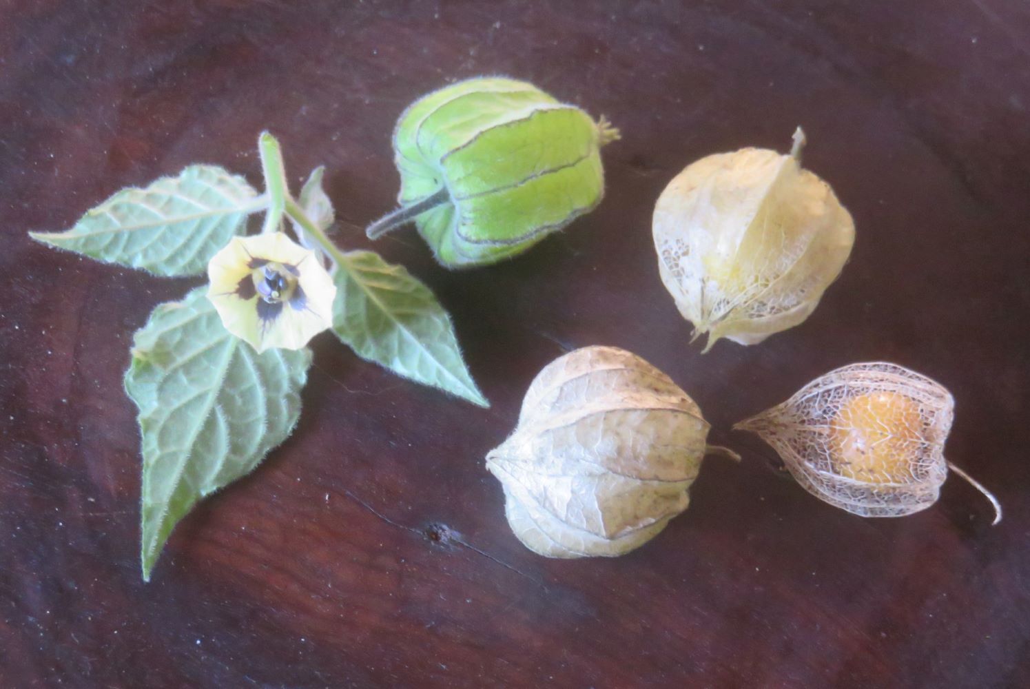 The Cape gooseberry. Very nutritious, but it originally came from Peru. Plants adapt and so can we.