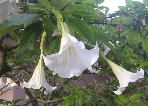 the Angel Trumpet, Brugmansia candida