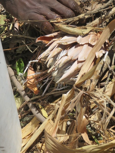 My gardening companion on this job, Moyo, spreading our wild mulch