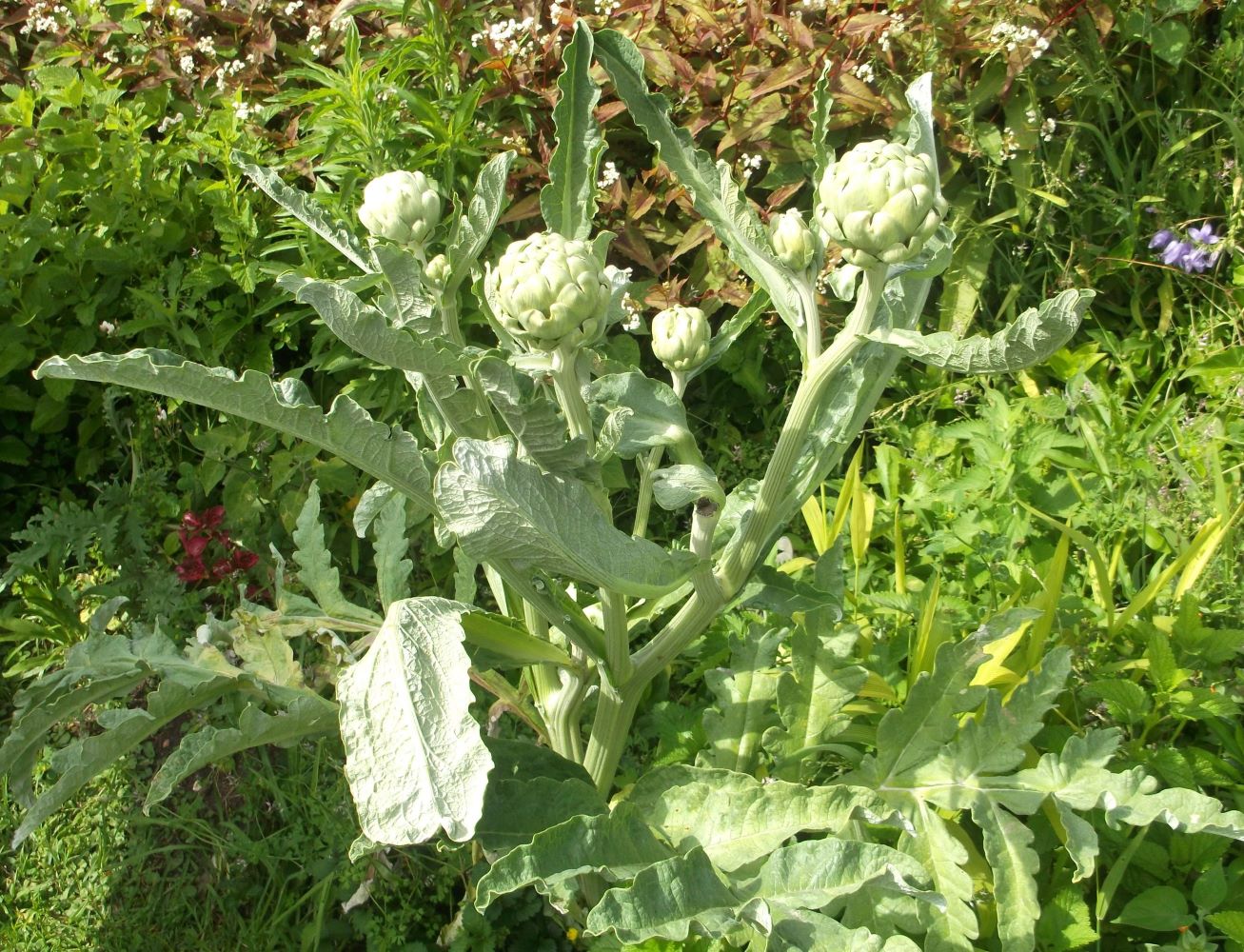 Edible artichoke heads in a sunny garden in Constantia.