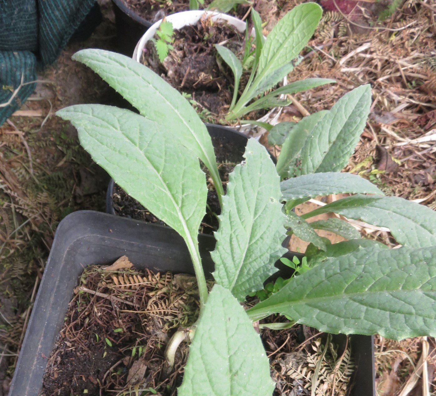 Globe artichoke seedlings. The flowers when eaten to wonderful things for gut flora.