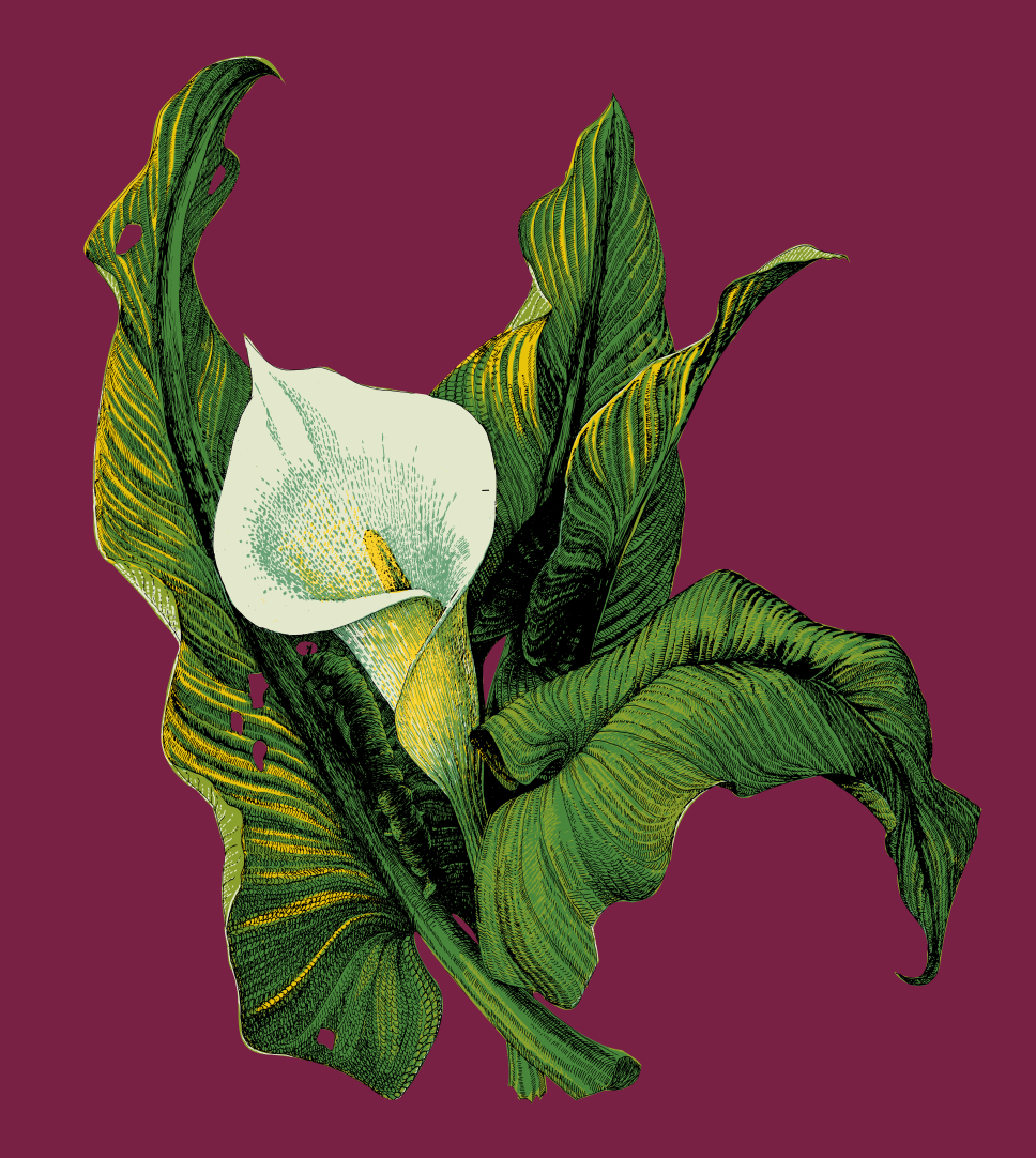 Our arum design
