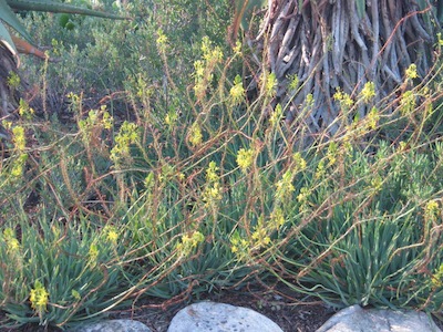 plants used in Mediterranean gardening: Bullbinella is drought tolerant, a ground-cover and medicinal