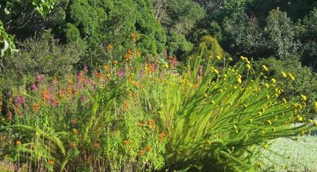 Kirstenbosch showing the way for water-wise gardening with a burst of warm colour