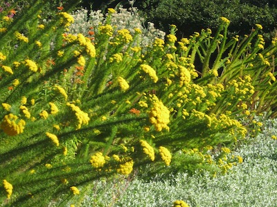 seductive colour in Mediterranean gardening, but all year round its overkill