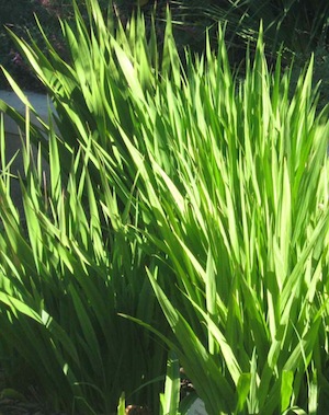 Drought tolerant plants with bulbs, after the first rains