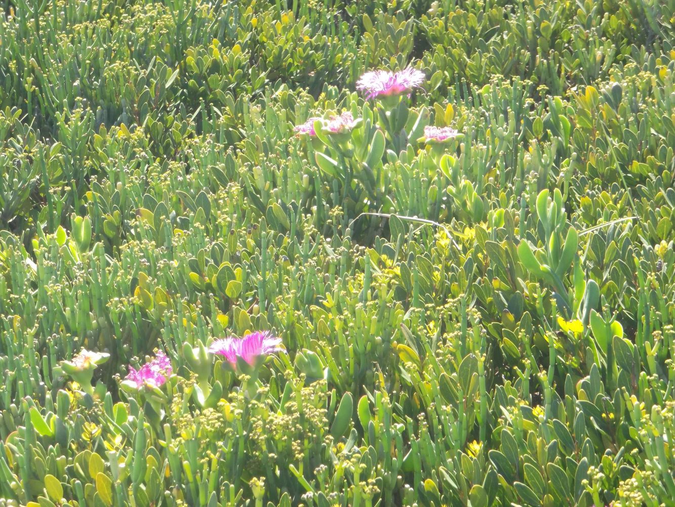 Carpobrotus deliciosus? growing on a dune near Haakgat in Cape Town in harmony with other plants.