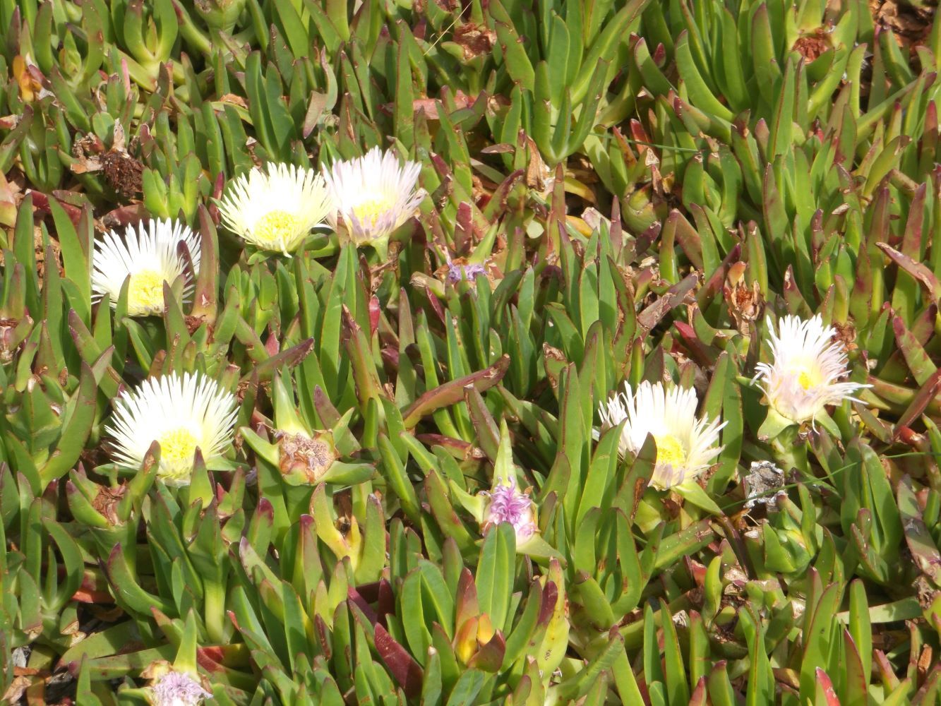 Locally the plant tends to look a little sunburned and scarred by insect herbivores.