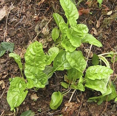 chard, one of the easiest vegetables to grow