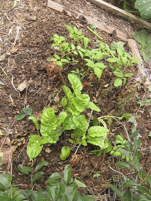 chard with tomatoes and basil