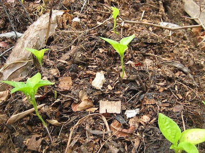 chilis, one of the easiest vegetables to grow