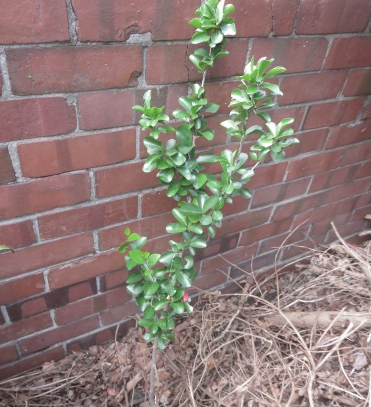 I bought two saplings of the evergreen variety