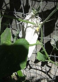 a tiny cucumber, fertilized by hand and bagged to prevent fruit fly attack