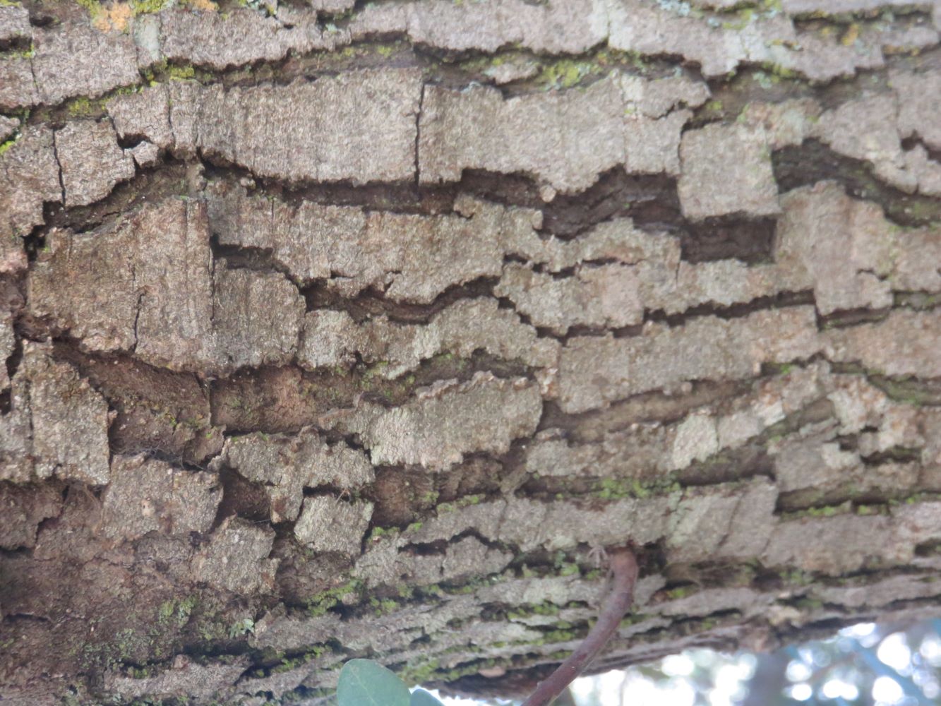 Euclea racemosa bark on an old tree.
