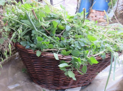 a free harvest of green plant food