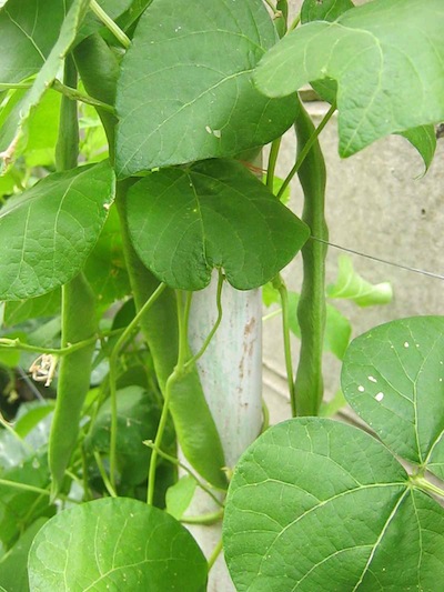 easy vegetable gardening with climbing beans
