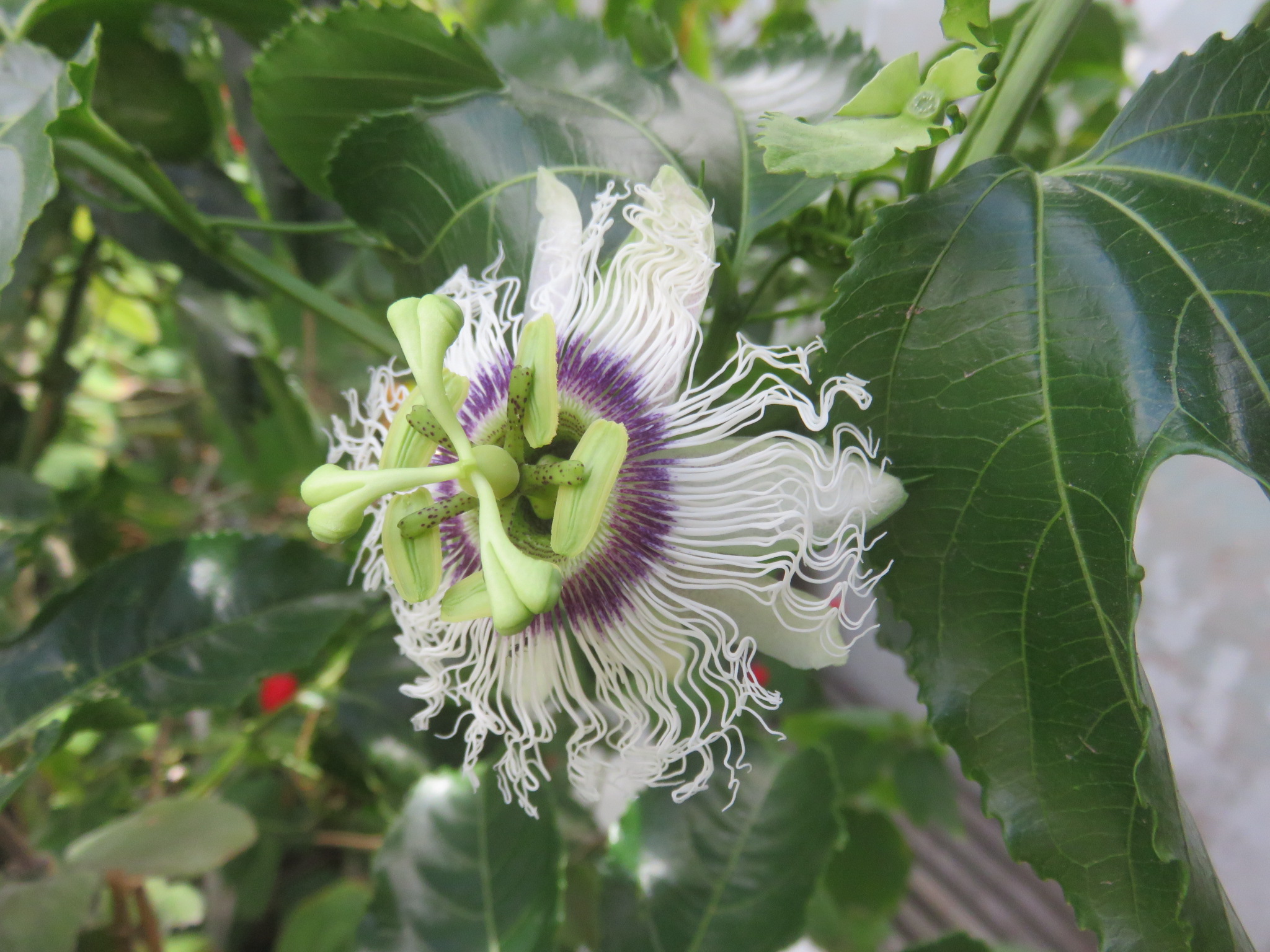 Home grown vine