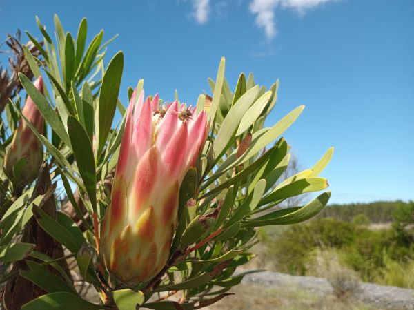 Sugarbush plundered by bees