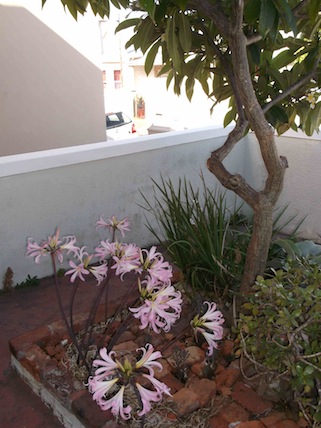 Amaryllis belladonna