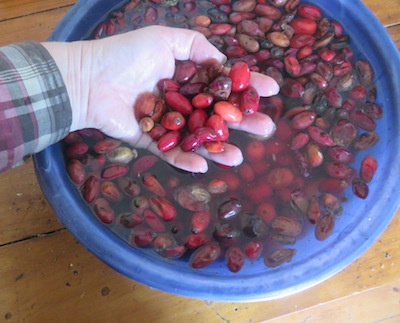A forager's harvest. Wild plums gathered off the street.
